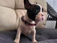 SAFKAN FRENCH BULLDOG BEBİŞLER YENİ AİLELERİNİ BEKLİYOR