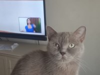 Dişi 3 yaşında british shorthair kedimiz