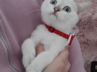 British Shorthair Evcilmen Yavrumuz