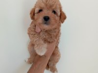 Poodle ayarı maltipoo yavrularımız uygun