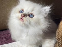 BRİTİSH LONGHAİR KEDİSİ