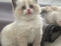 RAGDOLL YAVRULAR
