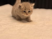 BABY FACE BRİTİSH LONGHAİR BLUE GOLDEN TABY