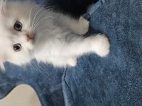 Scottish fold 27 mart doğumlu
