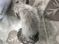 47 günlük yavru kedi
