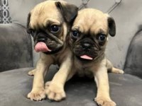 Irk Ve Sağlık Garantili Pug Köpeğimiz