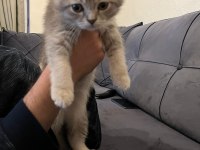 Scottish fold erkek kedimiz