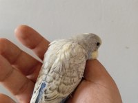 YAVRU VE 3 AYLIK MUHABBET KUŞLARI