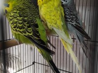 Şow Ve Jumbo Muhabbet Kuşları