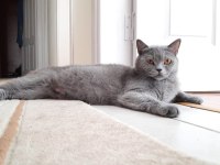 ÜCRETSİZ SAFKAN SCOTTİSH