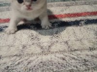 British shorthair kediler
