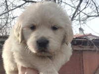 Golden retriever bebekler
