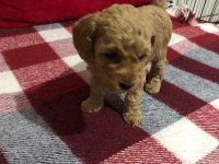 İstanbul Ankara Safkan Toy Poodle Yavruları