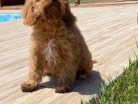 Cavapoo Yavruları Sağlık ve Irk Garantili