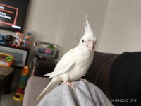 El beslemesi jumbo albino yavru sultan papağanı