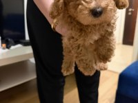 Son erkek poodle yavrum