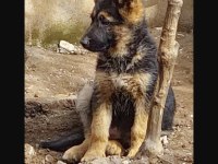 Uygun fiyatlı alman kurdu yavrusu