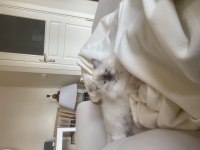 CHİNCHİLLA KEDİLERİMİZE YUVA ARIYORUZ