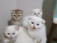 Sevimli British Longhair Yavrularımız