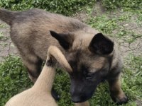 Köpeklerimiz Sevgi Dolu Yuvalarına Hazır