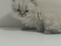 British longhair kardeşler 11 mart doğumlu