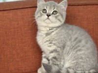 TOP KAFA AYI SURAT BRİTİSH BEBEKLER SAHİBİNİ BEKLİYOR