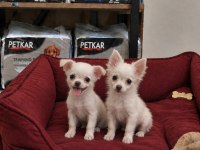 Elma Kafa Tatlılar Tatlısı Chihuahua Bebekler