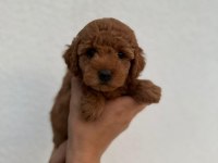 Toy poodle yavrular