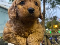 Cockapoo orjinal dizayn ırktır ilk kandan