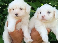 KUSURSUZ MALTESE TERRİER YAVRULAR