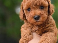 Toypoodle Yavrularımız