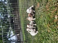 1.5 aylık jack russell yavrular