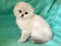 Bembeyaz Pamuk Gibi Kıvrık Kulak Scottish Fold Yavruları