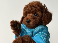 TOY POODLE YAVRULARI