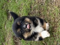 Sahiplendirilecektir 3 aylık yavru köpeklerimiz