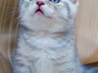 Topaç Oğlan Scottish Fold Silver
