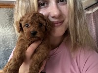 Safkan Toy Poodle Yavrularımız