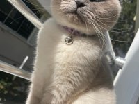 Scottish fold kızımıza acil yuva arayışındayız
