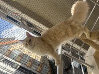 Safkan Maine Coon Yavruları 3 Aylık