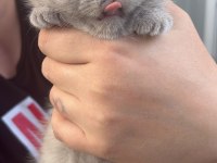 Son Kalan Yavru British Shorthair