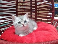 British shorthair yavru kedilerimiz