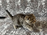 Kaliteden şaşma scottish fold