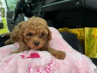 Toy poodle bebek köpeklerimiz