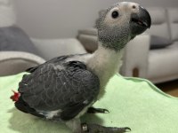 BEBEK JAKO PAPAĞANI