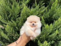 Erkek Dişi Pomeranian Yavrular