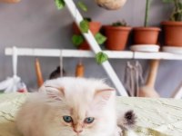 British longhair bebekler