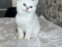 British shorthair dişi kedim