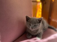55 günlük erkek yavru british shorthair