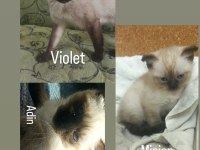 SİYAM ANNE KEDİMİZ VE 2 YAVRUSU SAHİPLENDİRİLECEK
