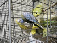 Bebek muhabbet kuşu yavrular